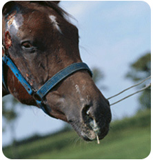 horse-right